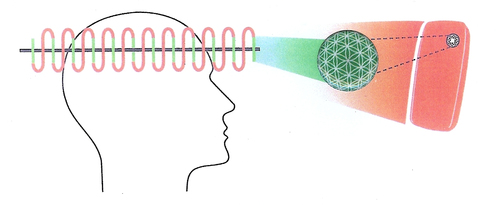 bioshield rozw 4 vegamedica