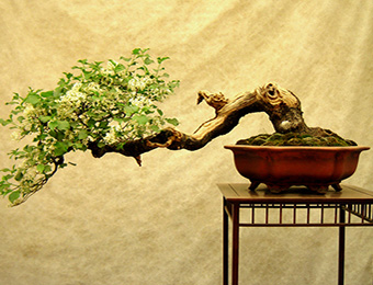 Klub Długowieczności