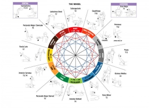 kinezjologia_kurs_vegamedica